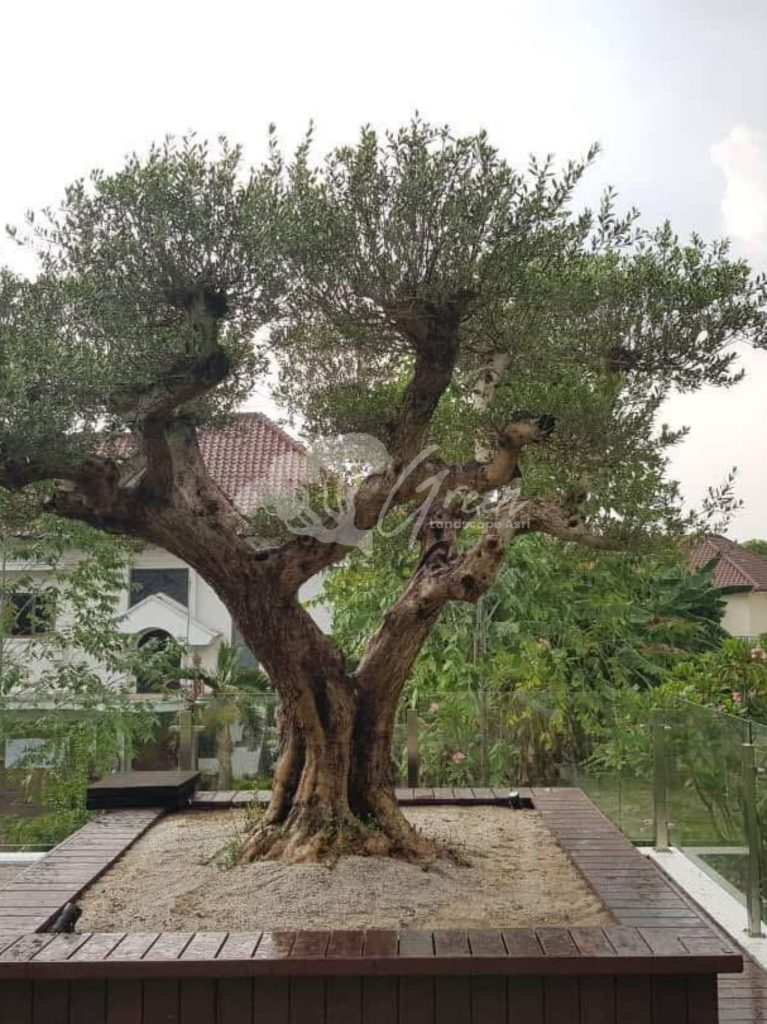 Jual Olive Tree Zaitun