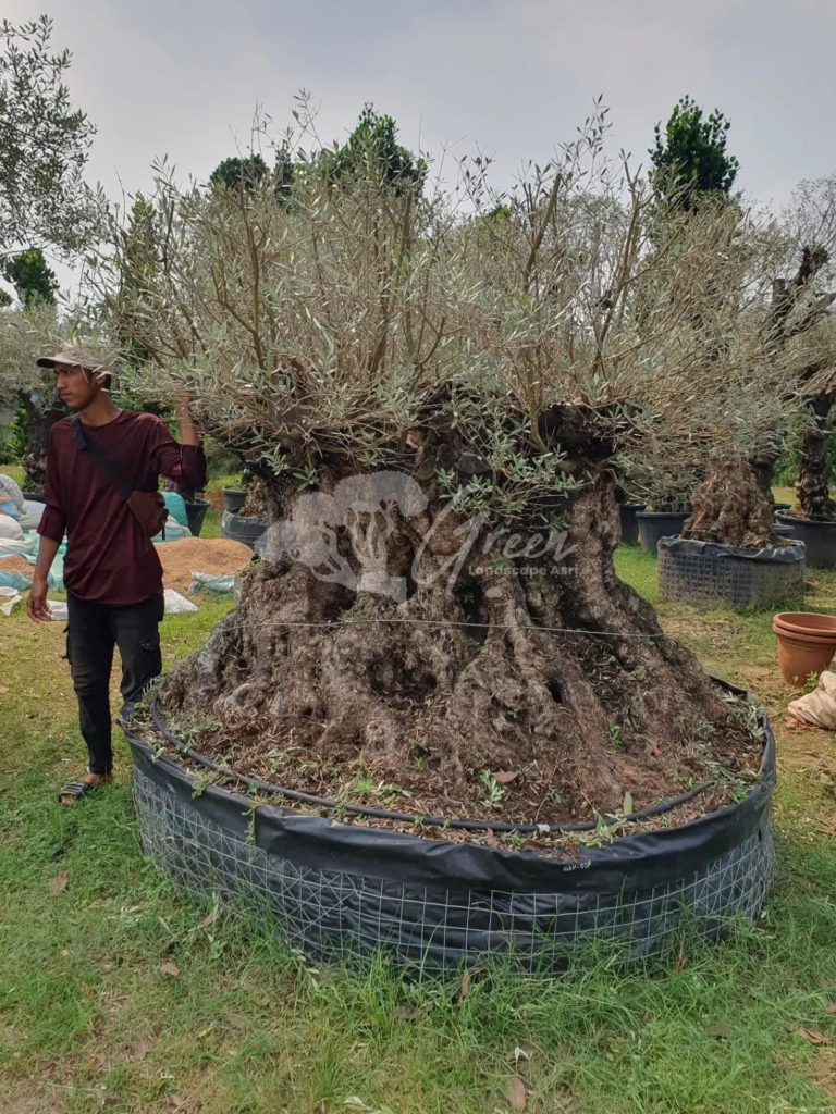 Jual Olive Tree Zaitun