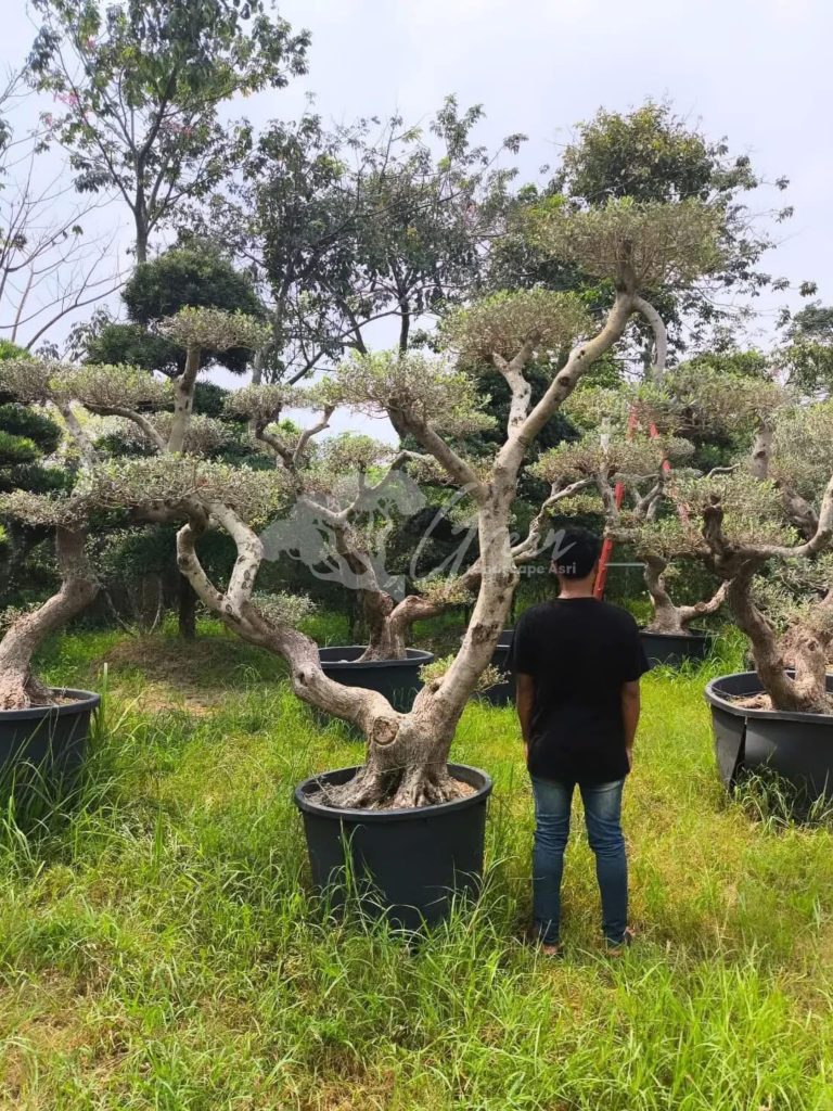 Jual Olive Tree Zaitun