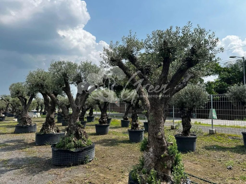 Jual Olive Tree Zaitun