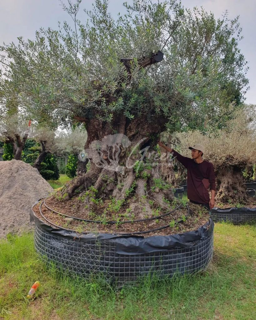 Jual Olive Tree Zaitun