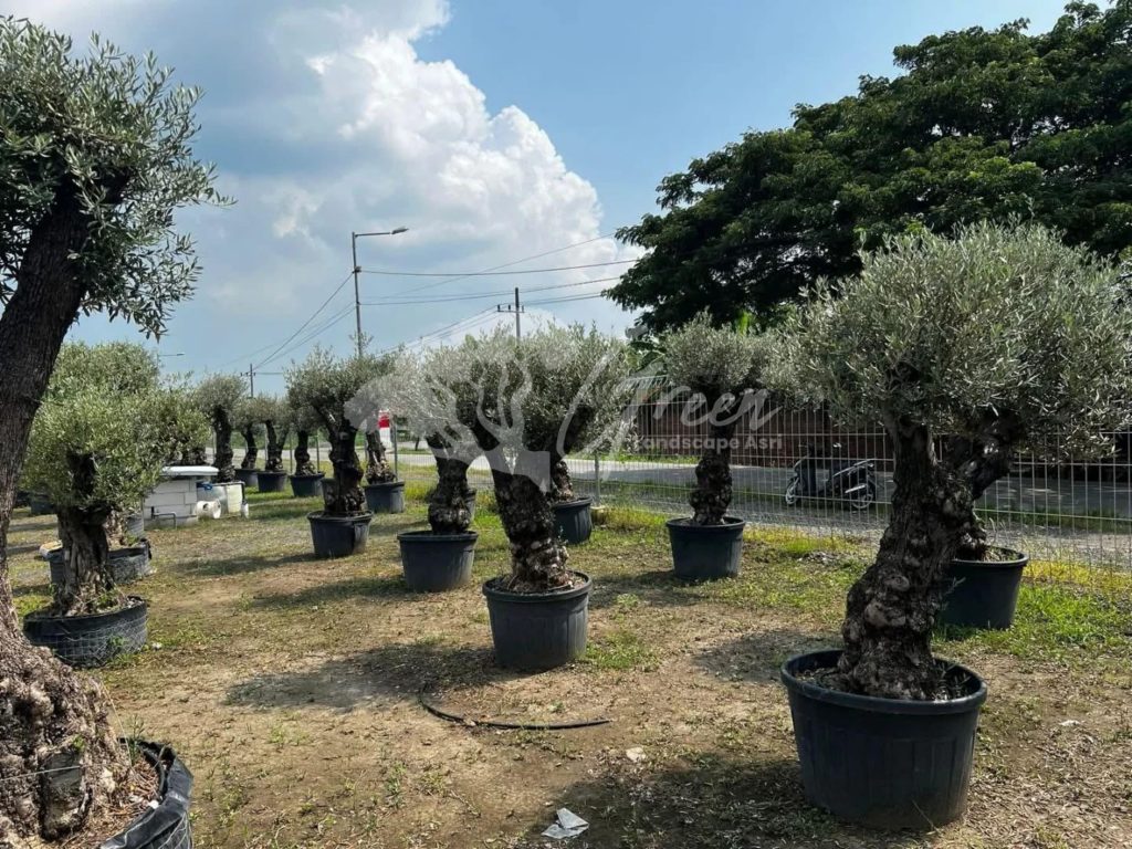 Jual Olive Tree Zaitun