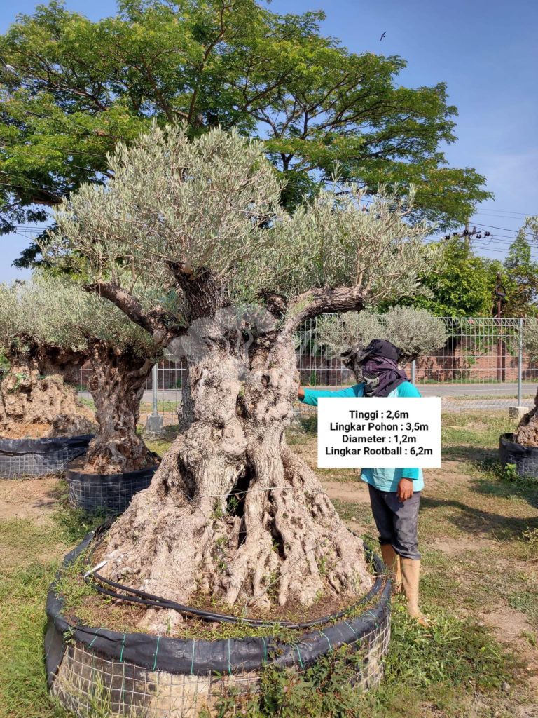 Jual Olive Tree Zaitun