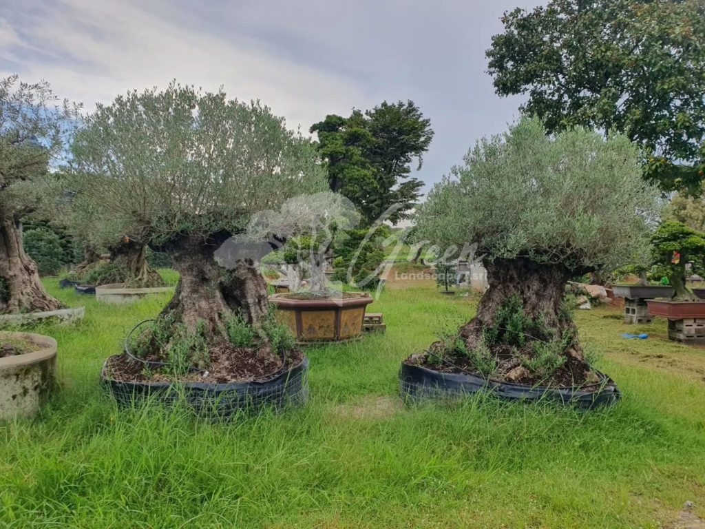 Jual Olive Tree Zaitun