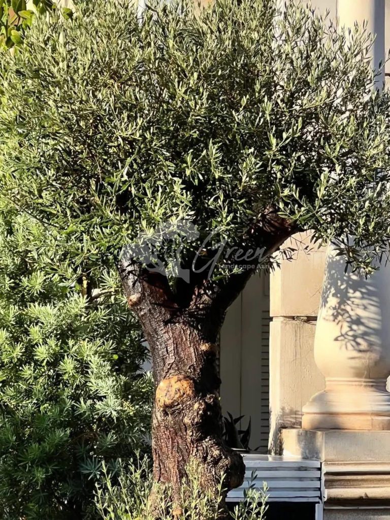Jual Olive Tree Zaitun