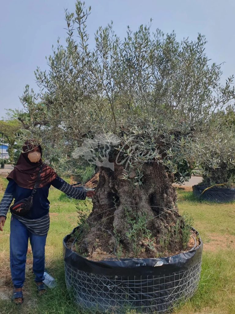 Jual Olive Tree Zaitun