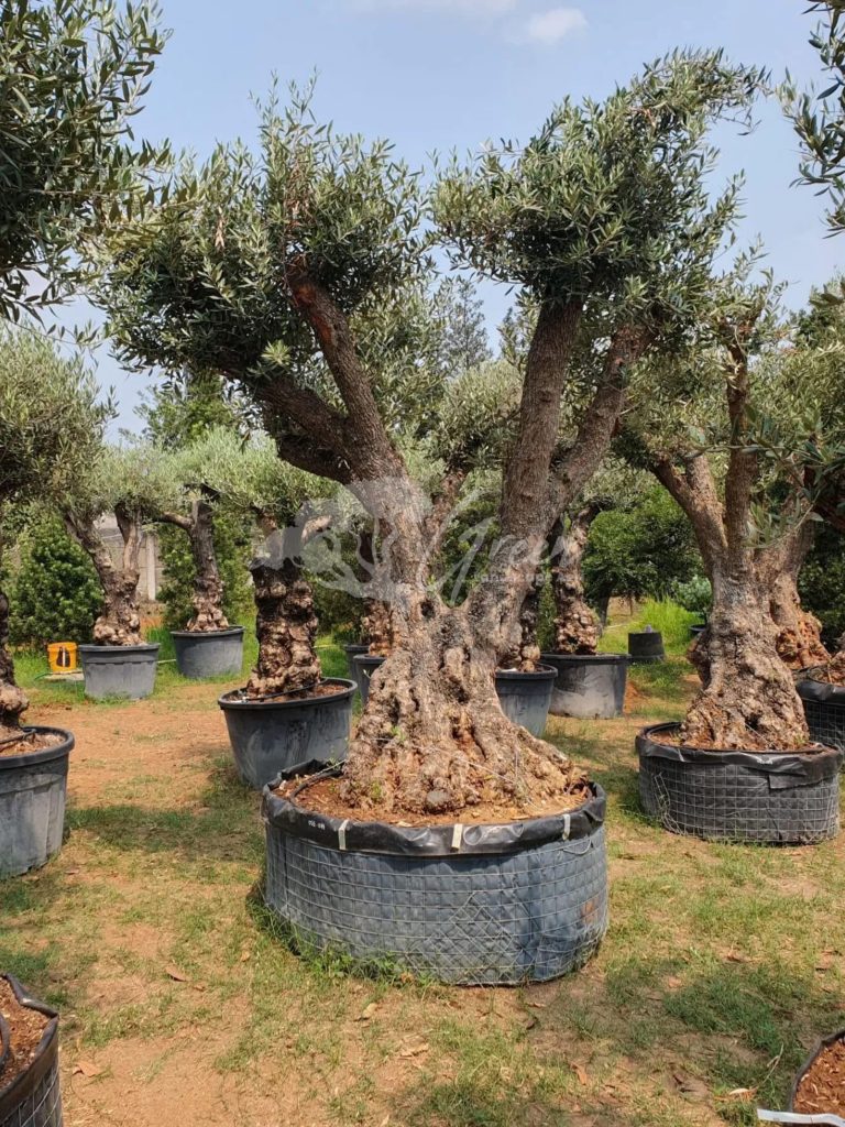 Jual Olive Tree Zaitun
