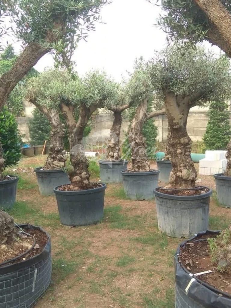 Jual Olive Tree Zaitun