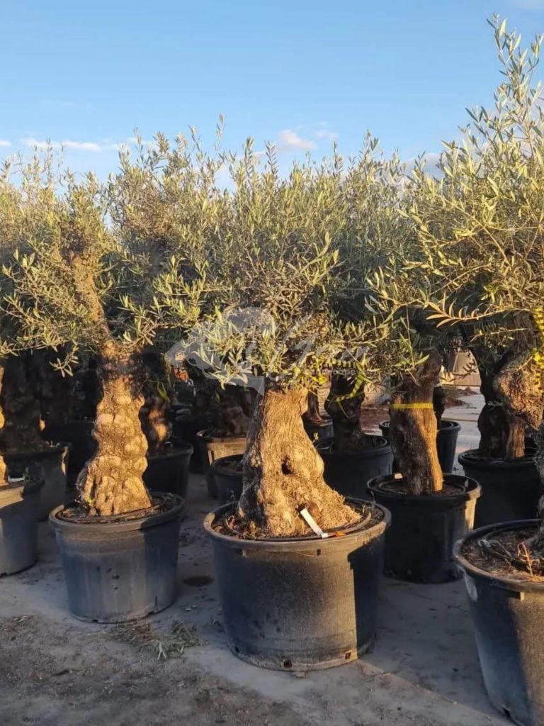 Jual Olive Tree Zaitun
