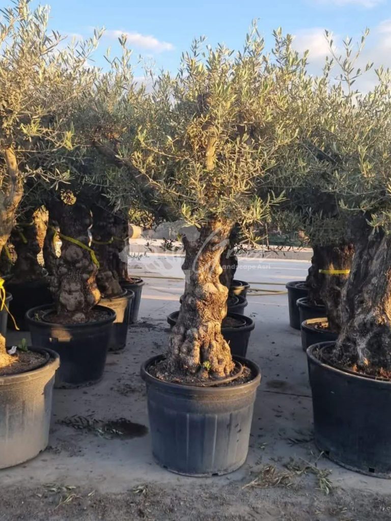 Jual Olive Tree Zaitun
