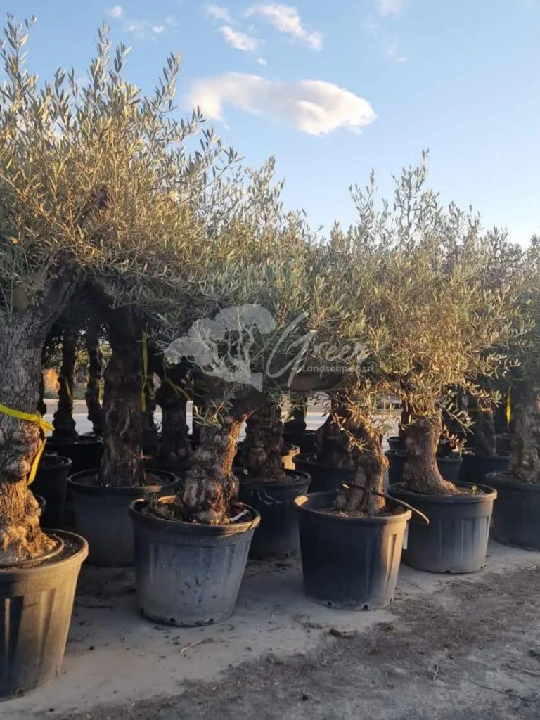 Jual Olive Tree Zaitun