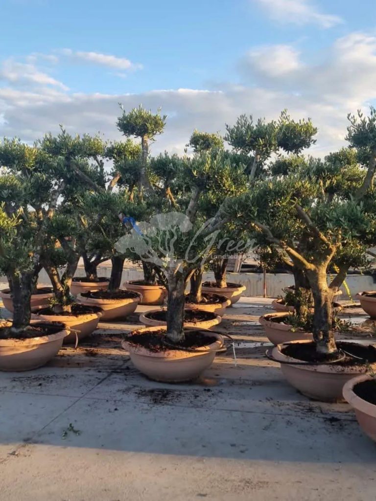 Jual Olive Tree Zaitun