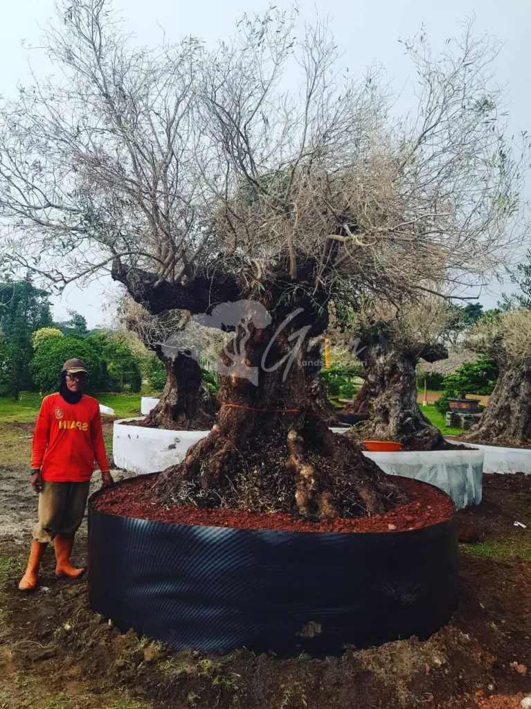 Jual Olive Tree Zaitun