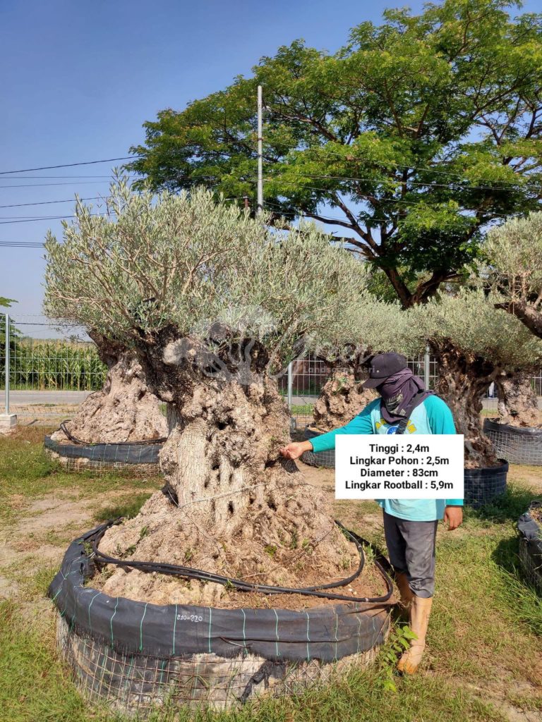 Jual Olive Tree Zaitun