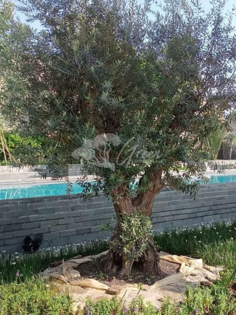 Jual Olive Tree Zaitun