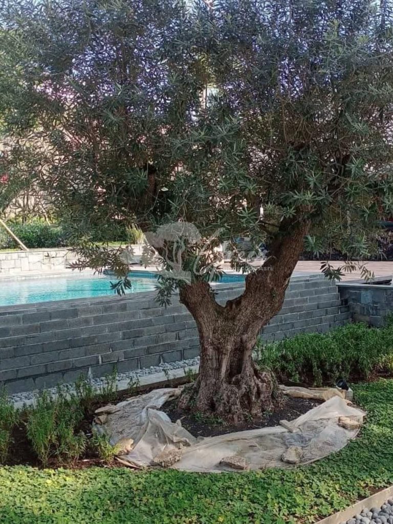 Jual Olive Tree Zaitun