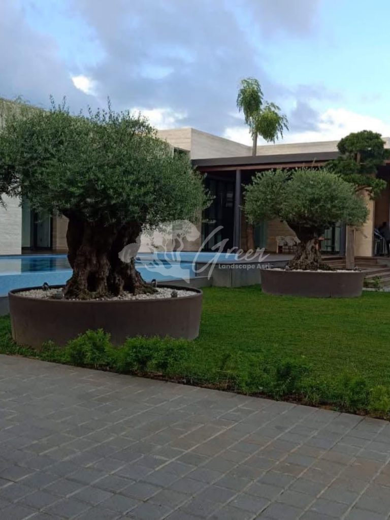 Jual Olive Tree Zaitun