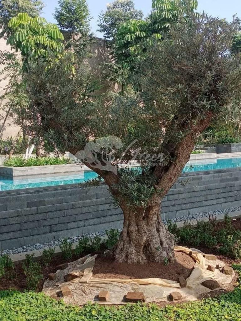 Jual Olive Tree Zaitun