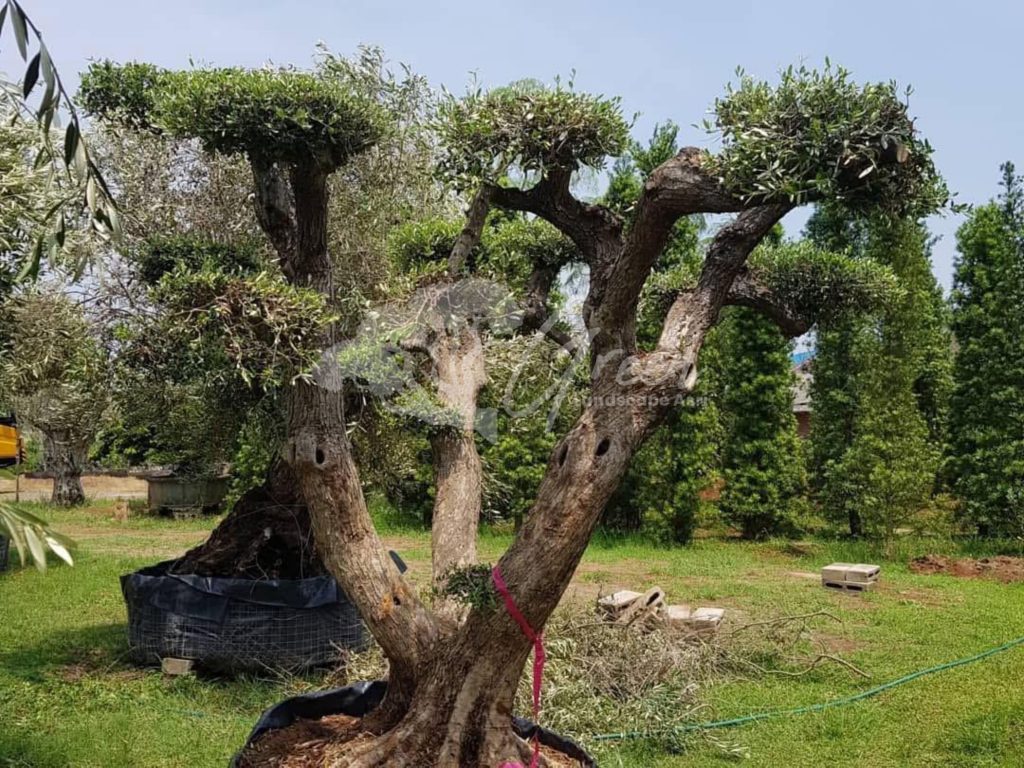 Jual Olive Tree Zaitun