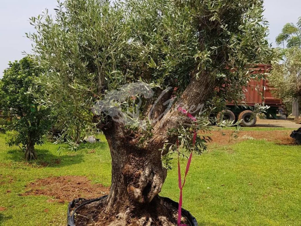 Jual Olive Tree Zaitun