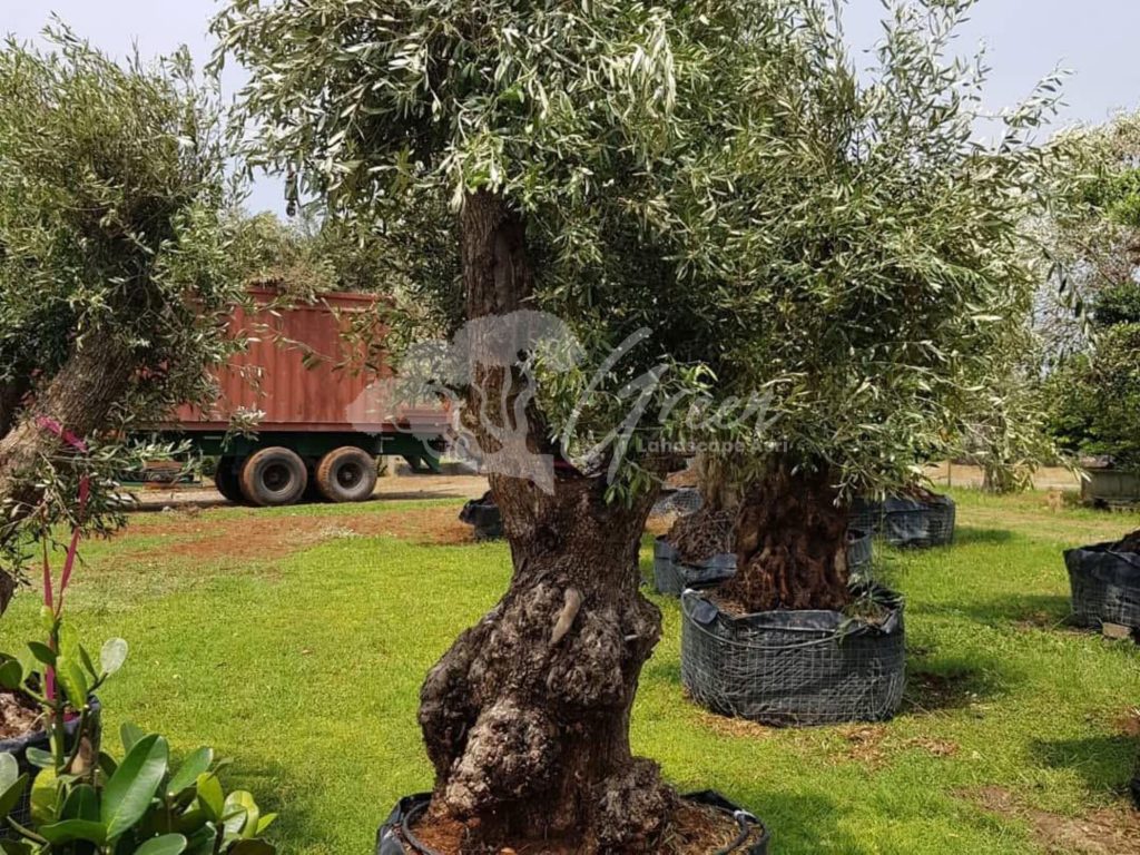 Jual Olive Tree Zaitun