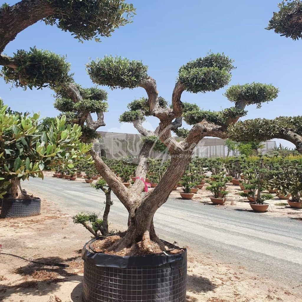 Jual Olive Tree Zaitun