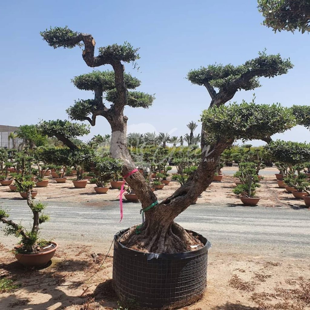 Jual Olive Tree Zaitun