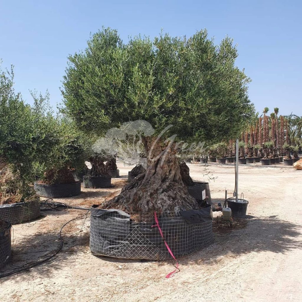 Jual Olive Tree Zaitun