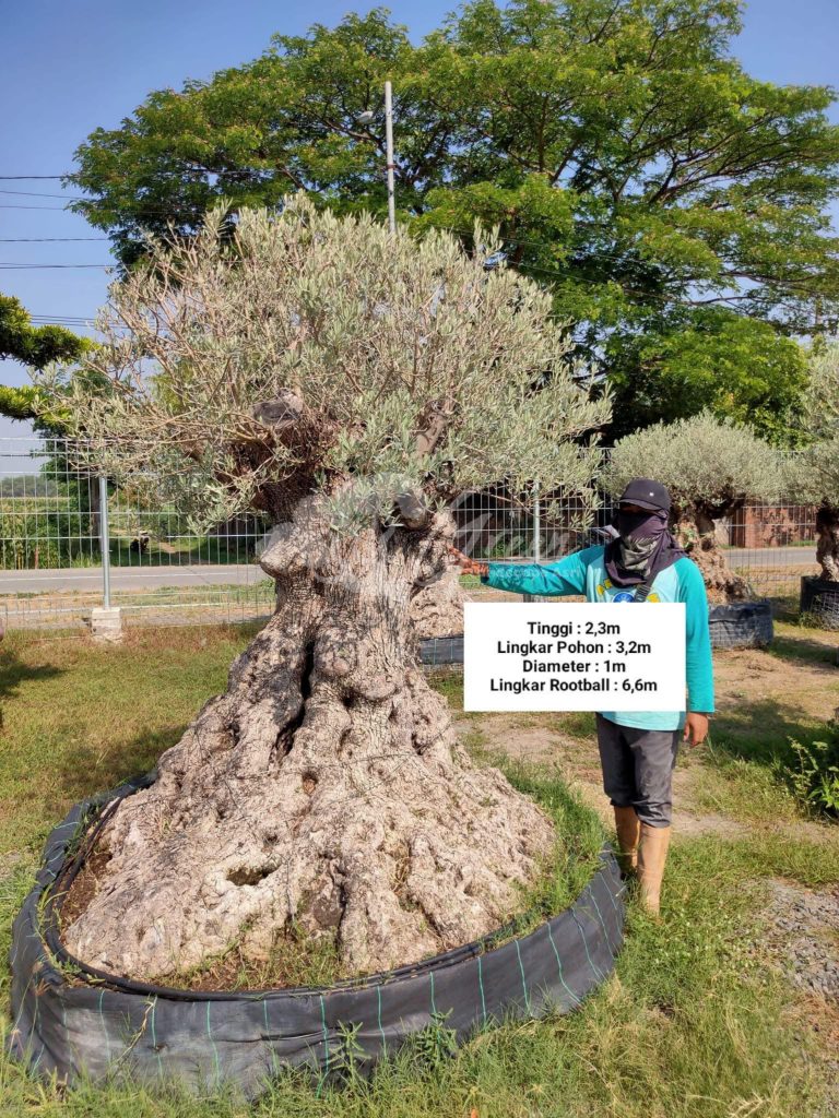 Jual Olive Tree Zaitun