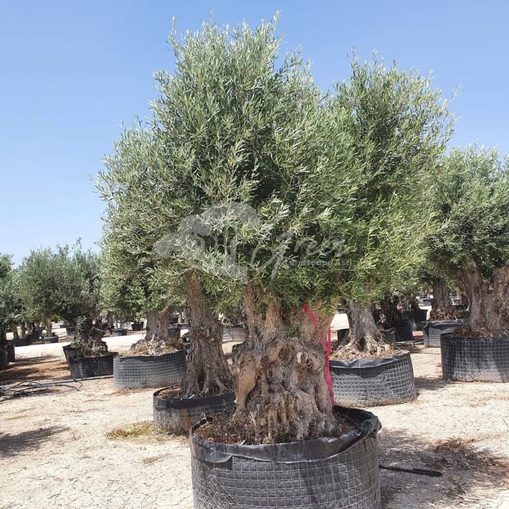 Jual Olive Tree Zaitun