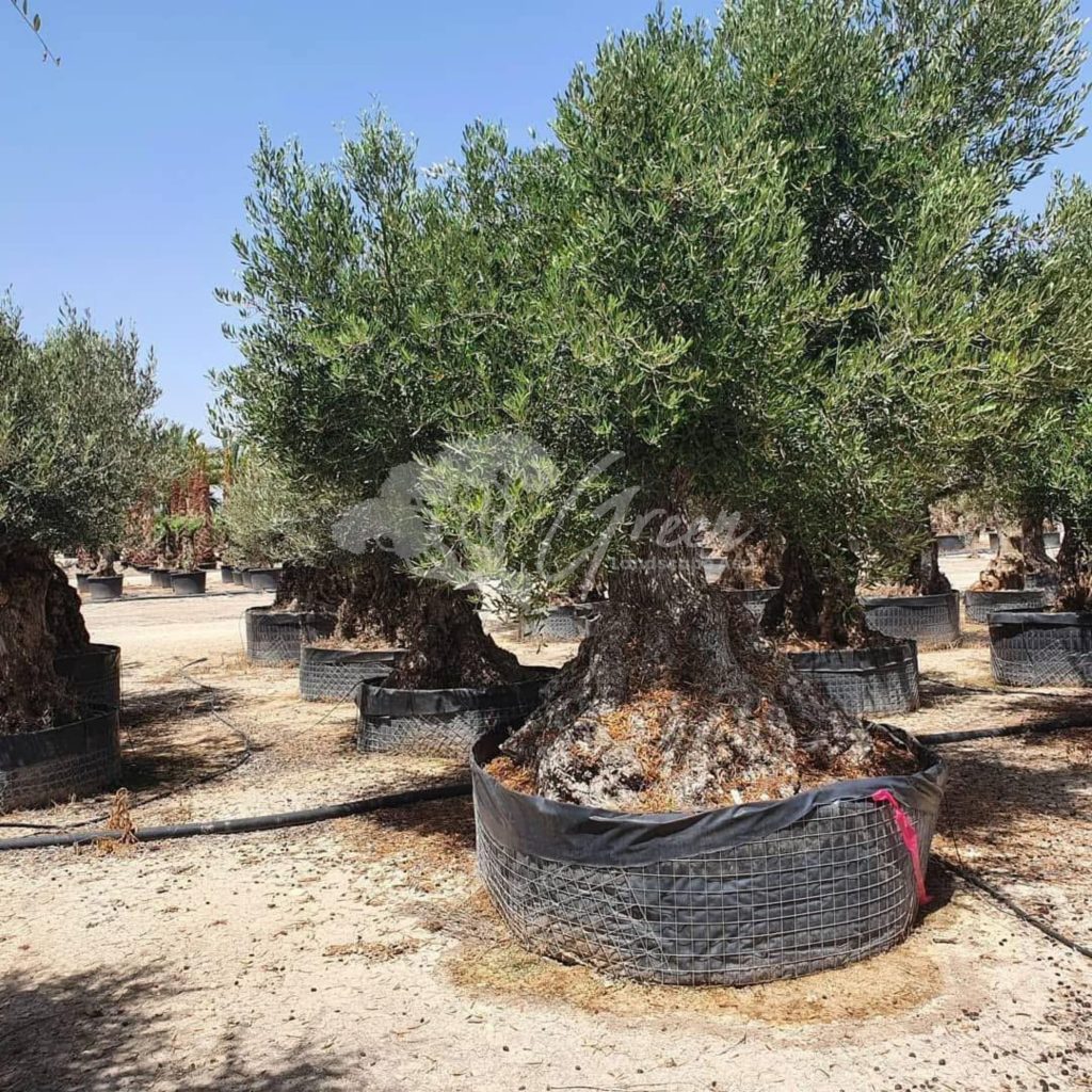 Jual Olive Tree Zaitun