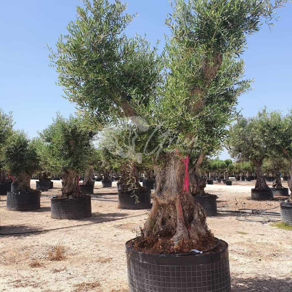 Jual Olive Tree Zaitun