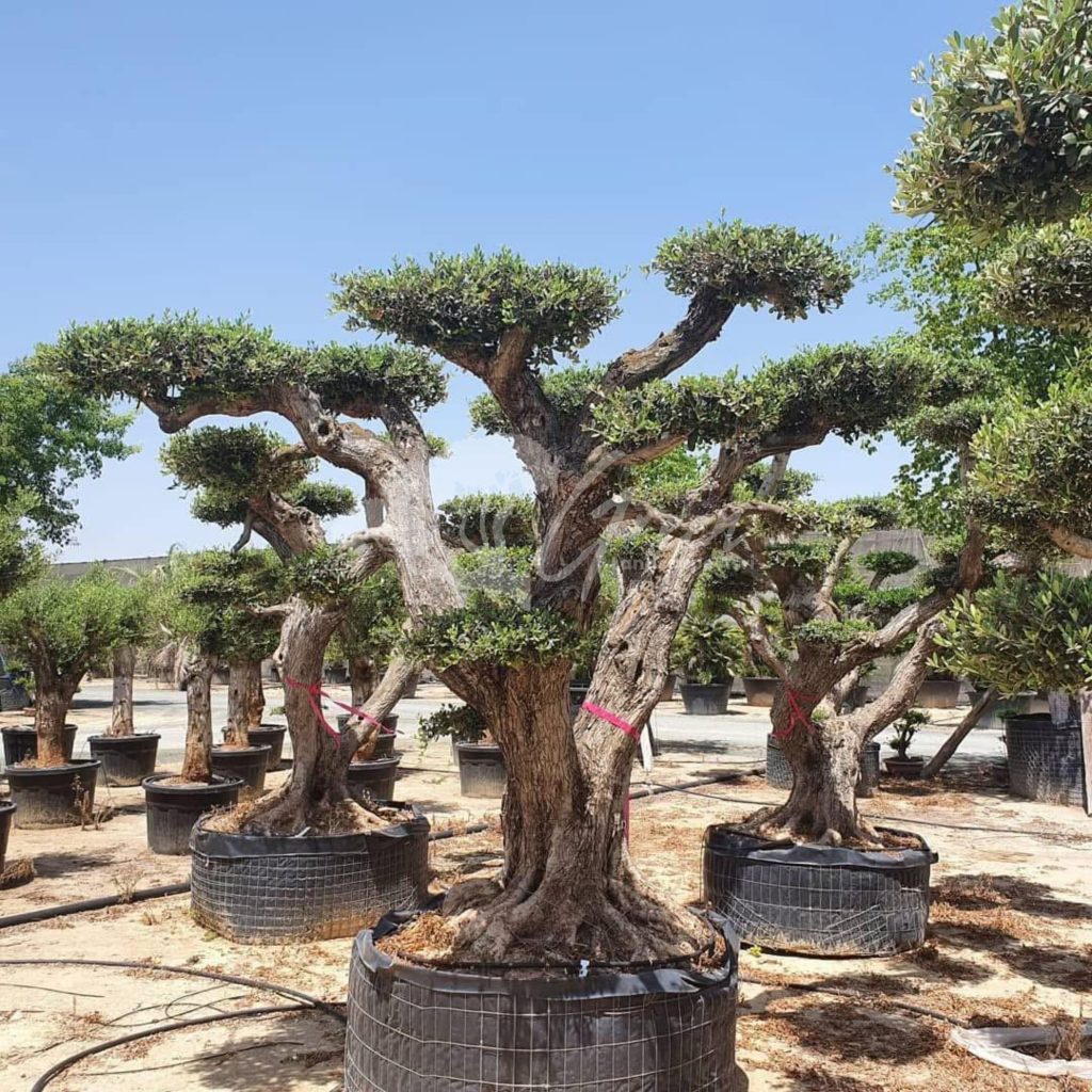 Jual Olive Tree Zaitun