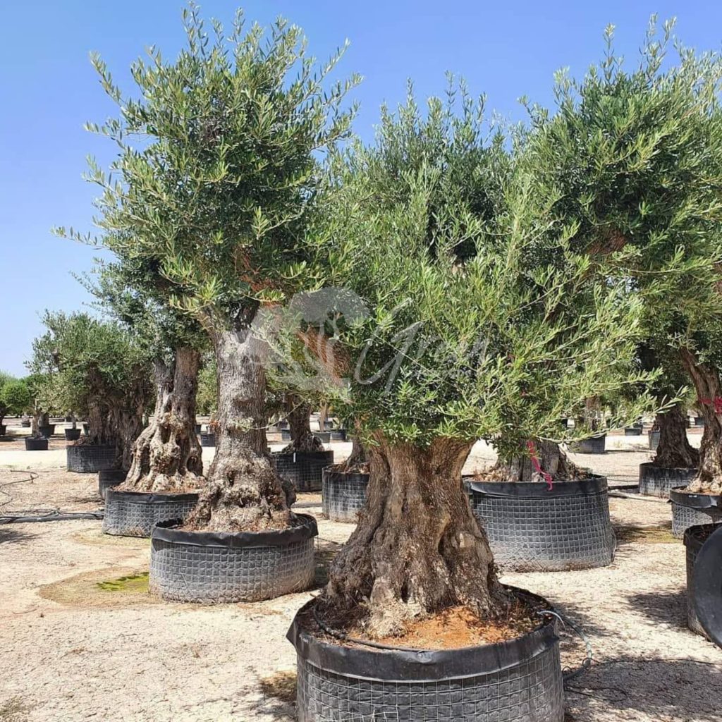 Jual Olive Tree Zaitun