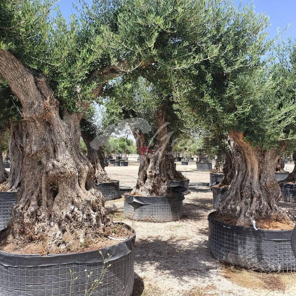 Jual Olive Tree Zaitun