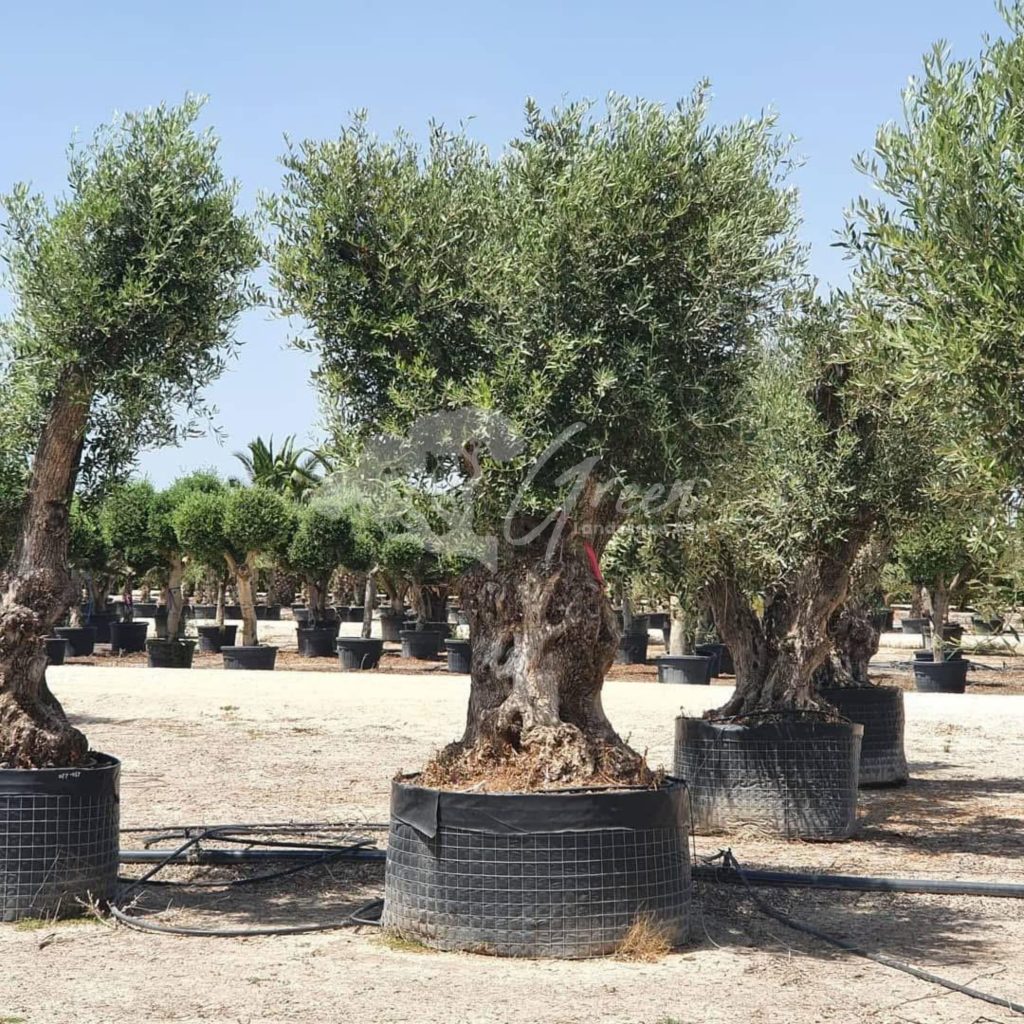 Jual Olive Tree Zaitun