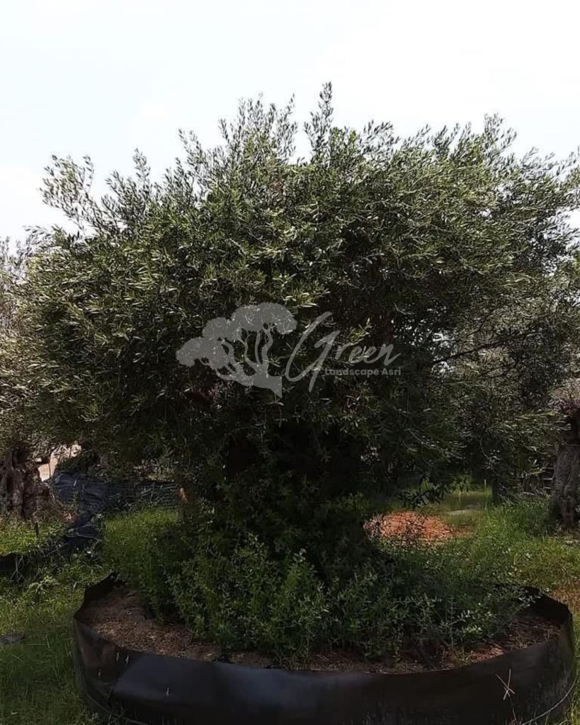 Jual Olive Tree Zaitun