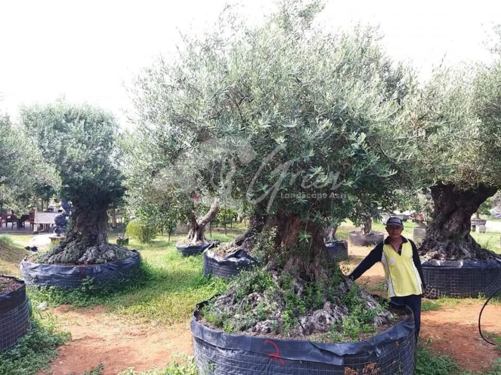 Jual Olive Tree Zaitun