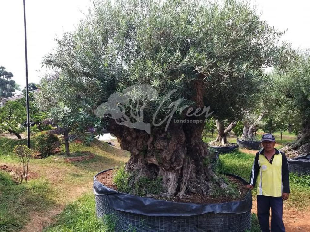 Jual Olive Tree Zaitun