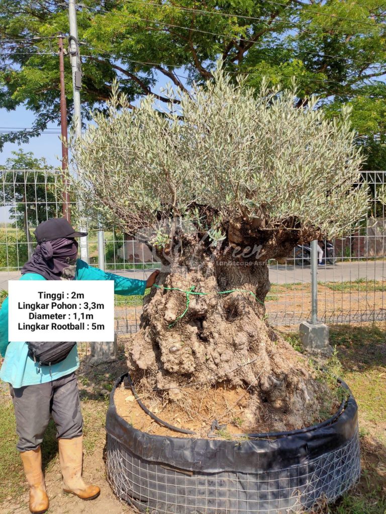 Jual Olive Tree Zaitun