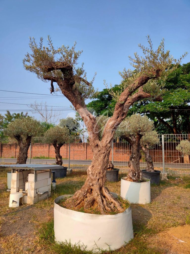 Jual Olive Tree Zaitun