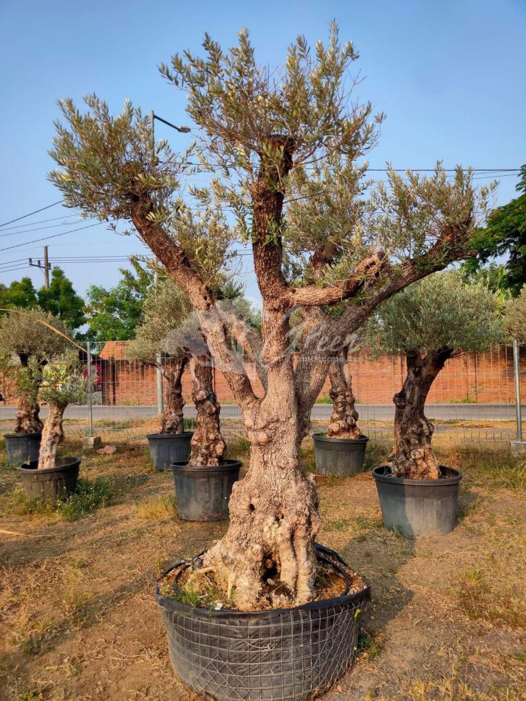 Jual Olive Tree Zaitun