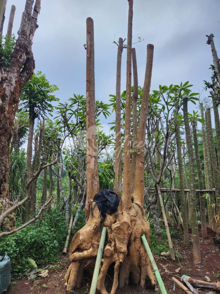 Jual Pohon Pule