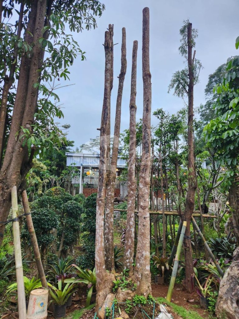 Jual Pohon Pule