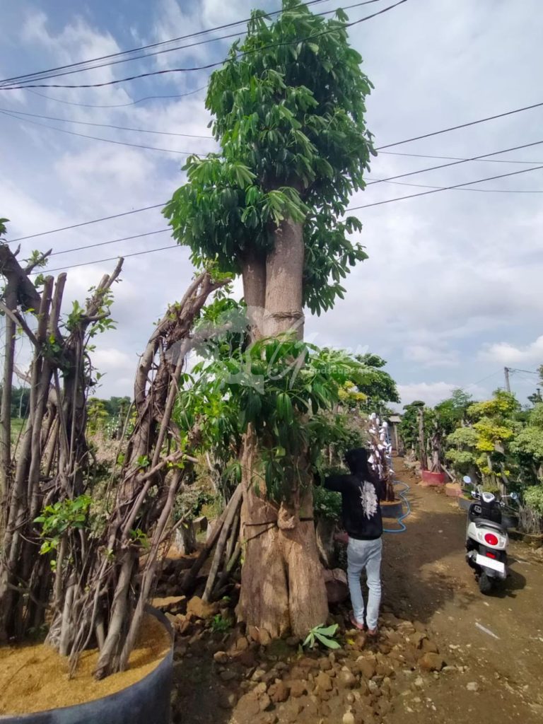 Jual Pohon Pule