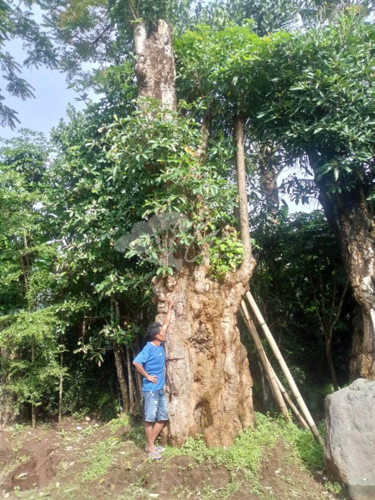 Jual Pohon Pule
