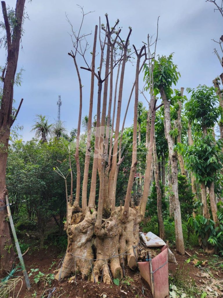 Jual Pohon Pule