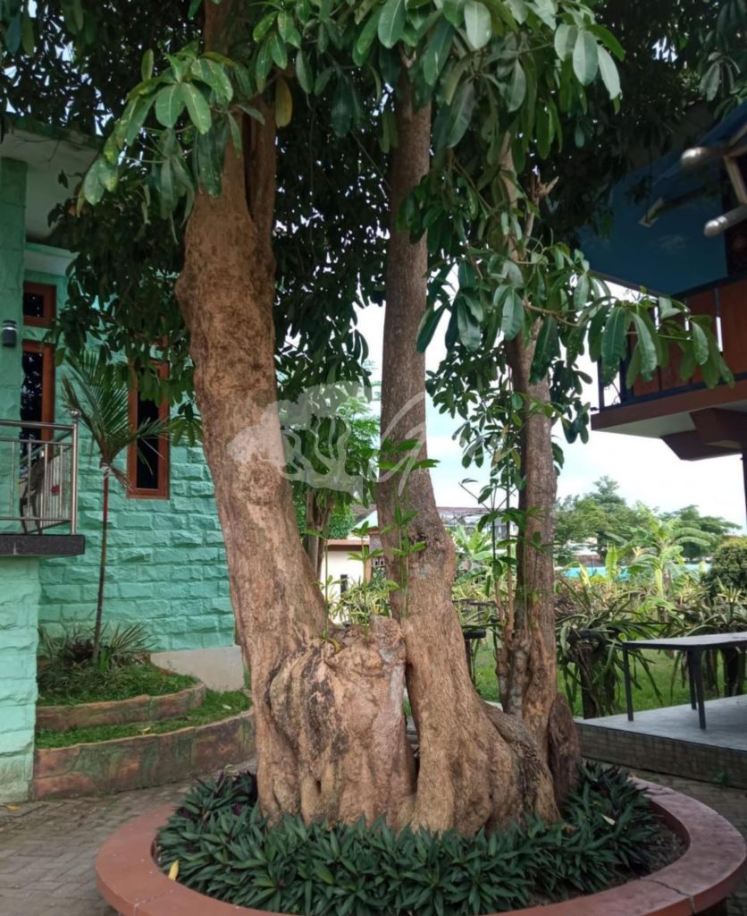 Jual Pohon Pule
