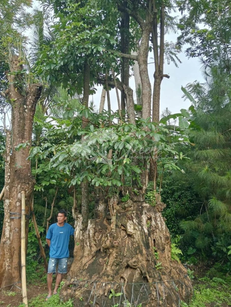 Jual Pohon Pule
