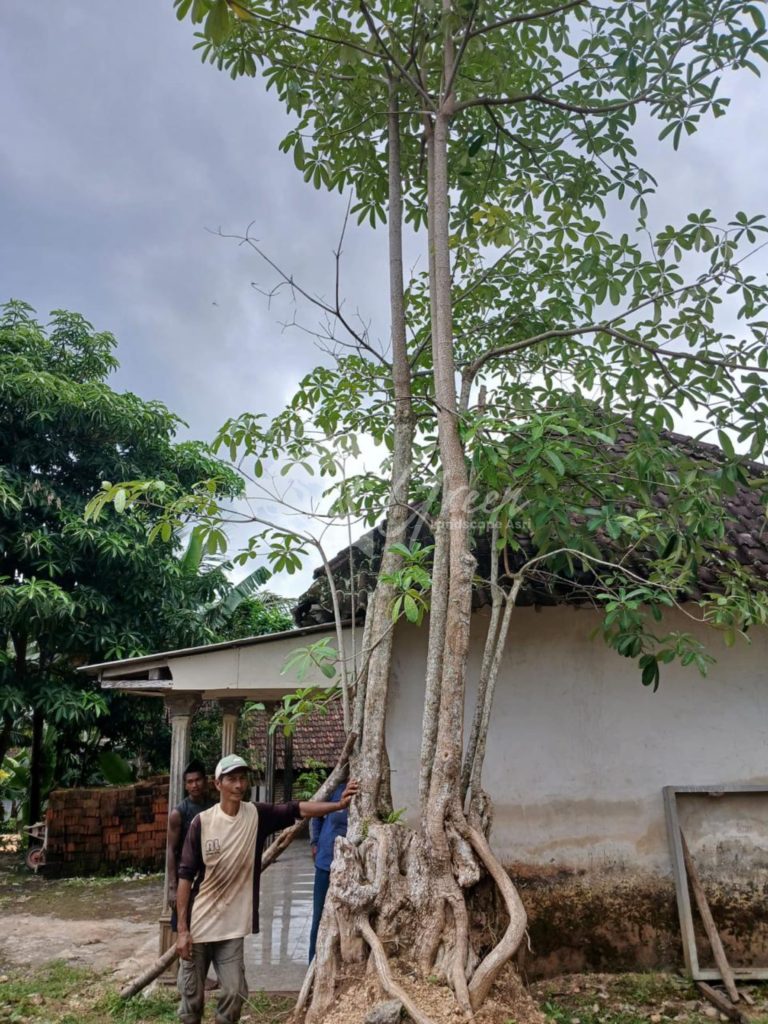 Jual Pohon Pule